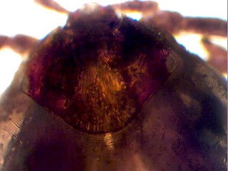 Amblyomma (Carrapato)