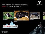 Bovikalc® - Hypocalcemia in dairy cows