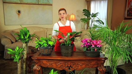 Cómo cuidar plantas de interior