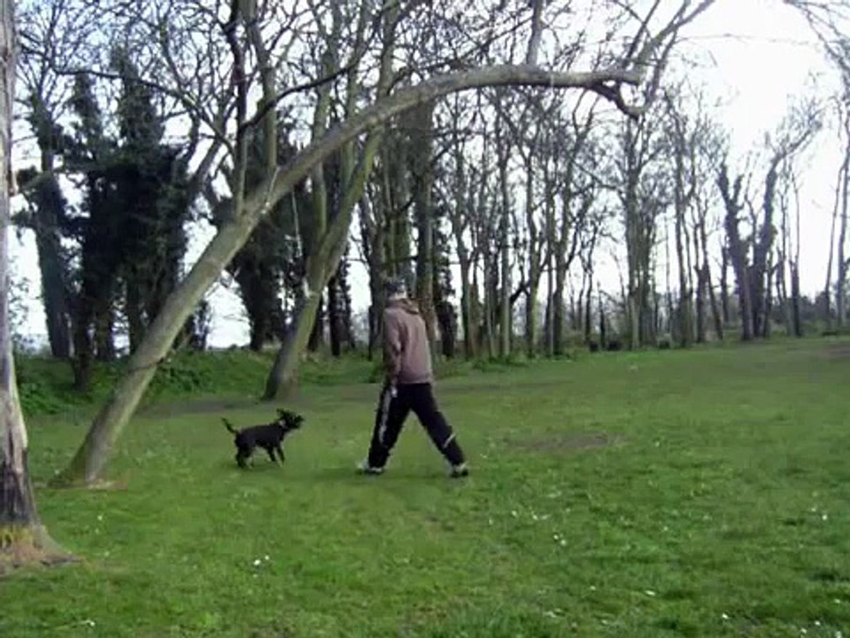 rameses high jump sbt staffy staffordshire bull terrier staffie