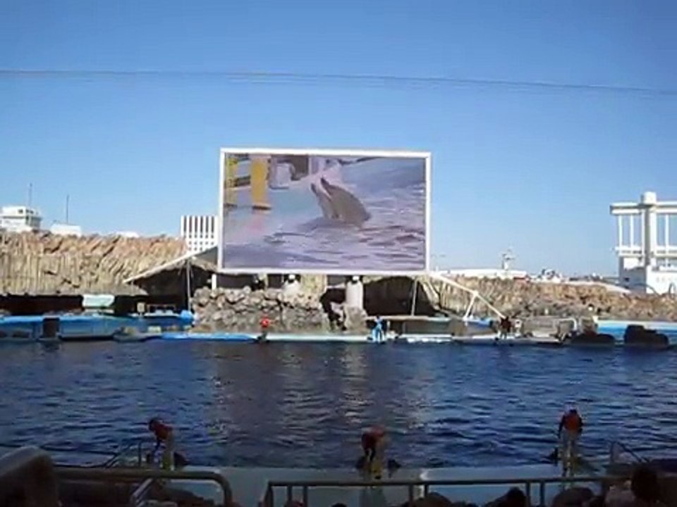名古屋港水族館　イルカショー