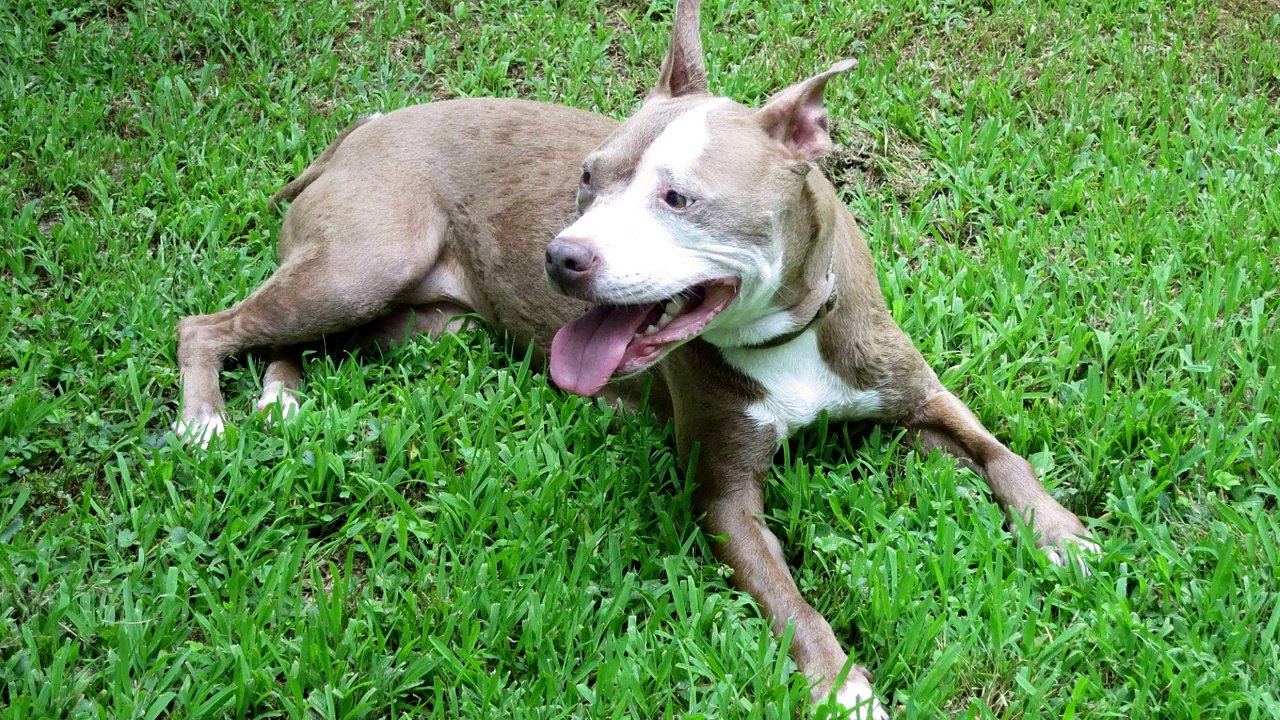 Veronica Lynn Pit Bull's CyberLink PowerDirector 12 slideshow test video