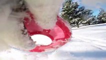 Border Collie Snow GoPro