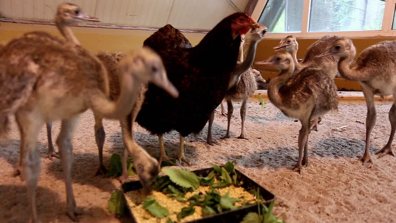 La poule qui avait adopté des nandous