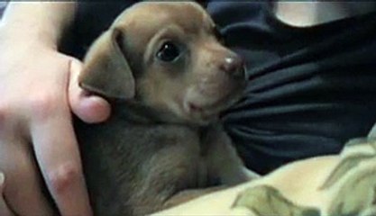 Cute Chihuahua Puppy