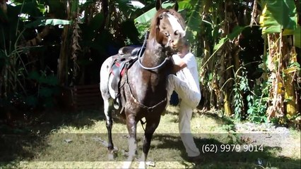Cavalo Mangalarga Paulista - Pisador