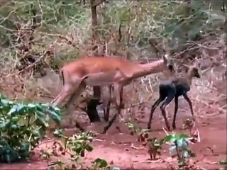 Animal fights for water big history of water