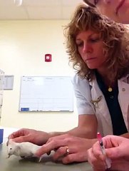 Subcutaneous injection -MOUSE