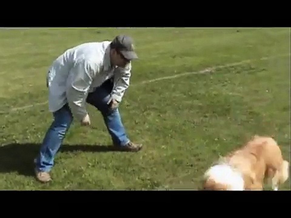 Rough Collie puppy 6 months at play and training