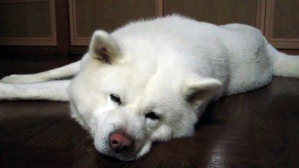 秋田犬起きると見せかけまた寝る【akita inu】