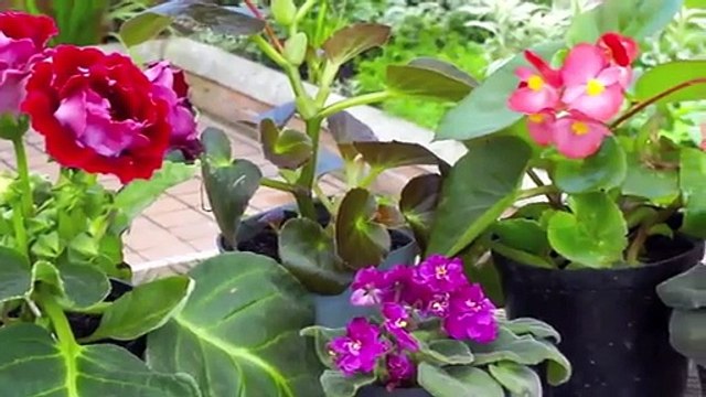 Como regar plantas ornamentales