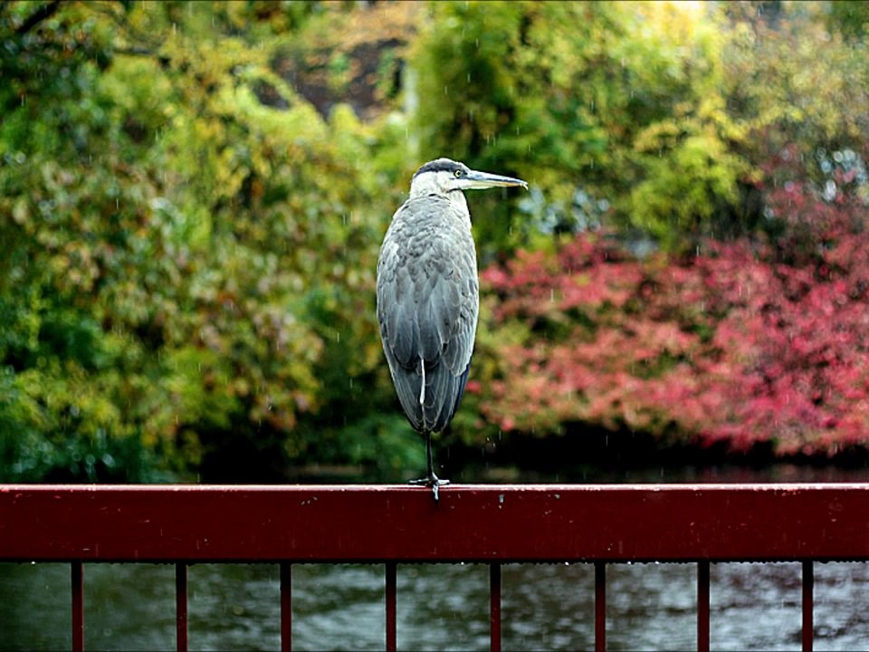 Let Me Tell You About The Birds And The Bees