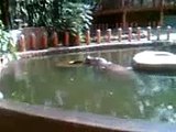 manila zoo (hippopotamus)