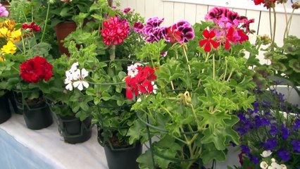 Plantas de exterior ¿sol o sombra