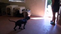 Dmitri (Jack Russell Terrier) Obedience Training Video.
