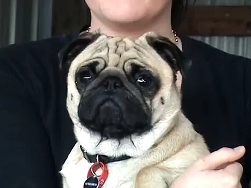 Screaming Pug