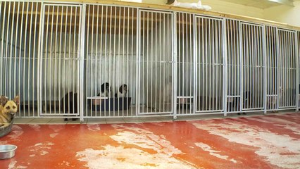 Gundog Kennels at Shropshire Gun Dogs