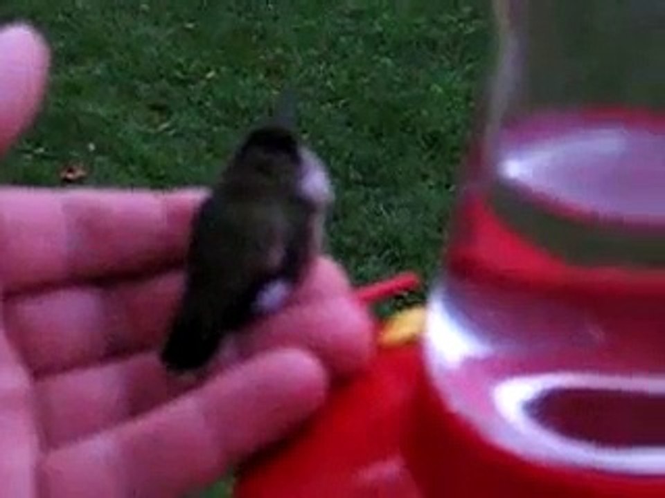 Oiseau mouche