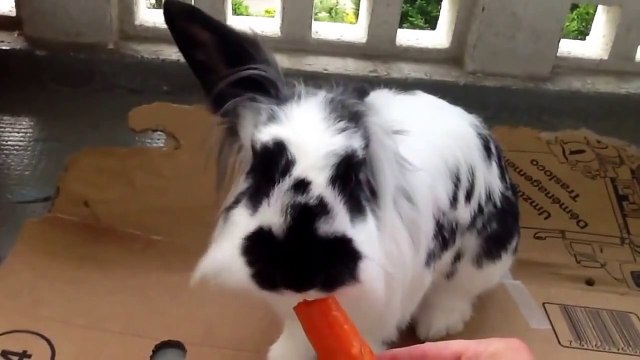 Video Lapins amusants / Funny rabbits.