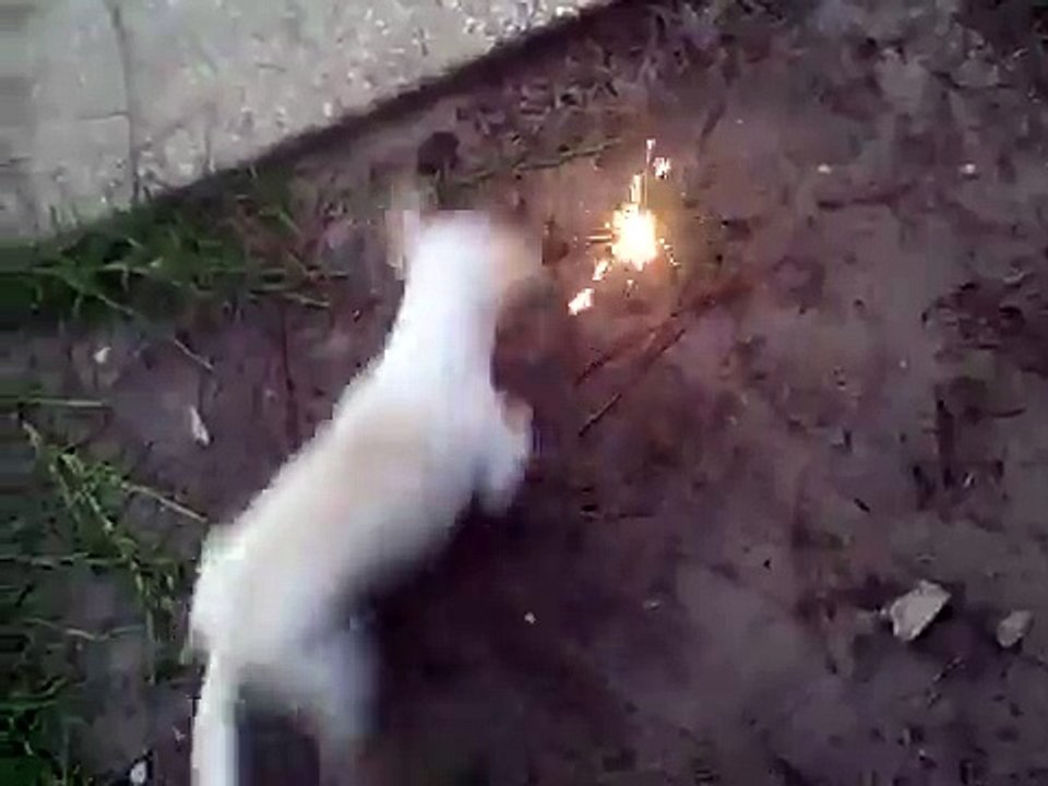 Dog vs fireworks