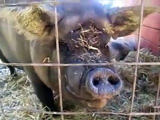 A pig at Out To Pasture Sanctuary in Estacda, Oregon