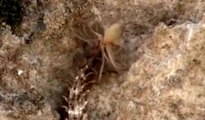 Örümcek Kuyruklu Boynuzlu Engerek Yılanı