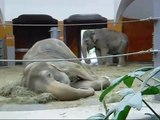 Asian Elephants Munich Zoo - Asiatische Elefanten Tierpark Hellabrunn