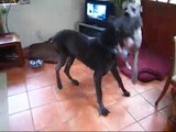 GREAT DANES - SCARY PLAY FIGHTING!