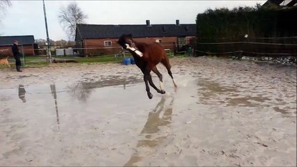 FOR SALE KWPN mare by Sandro boy 2013