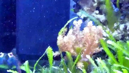 Mein Nanoriff Juwel Lido 120 Teil 2 Meerwasser