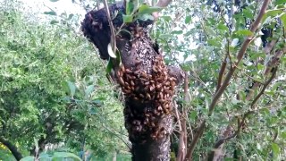 Cách để bắt và thuần hóa ong mật tự nhiên