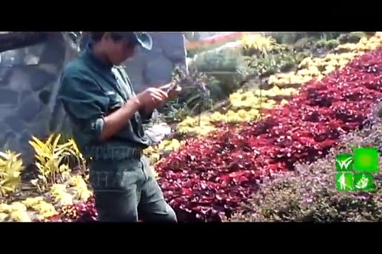 taller de propagación de plantas ornamentales