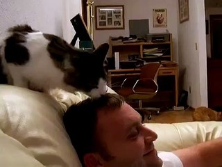 Cat grooms man