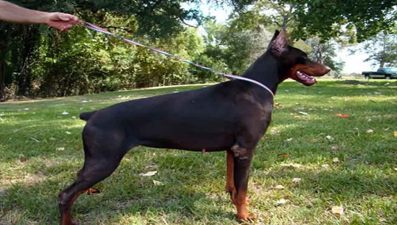 Zuri Di Omega (De Britton) 100 European BloodLines 4 months old Doberman video Dailymotion