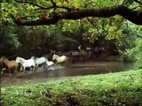 Horses - Wild horses