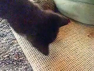 1 Month Old Kittens Playing Together