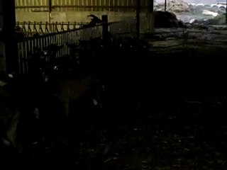 Edo rentre les chèvres dans la salle de traite