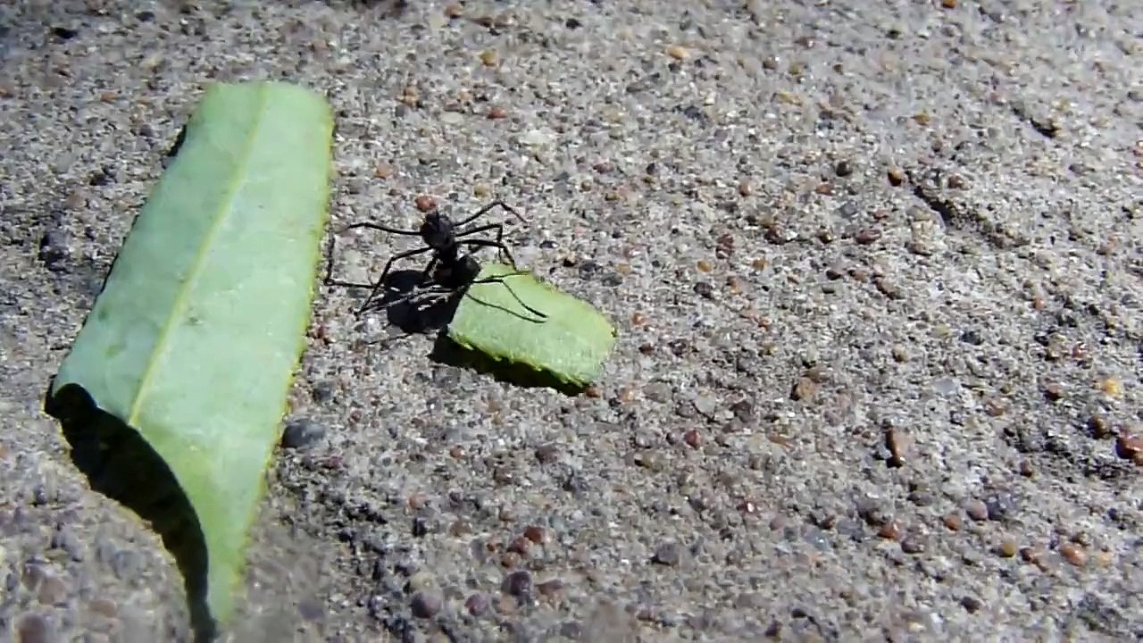 Hormiga llevando la hoja