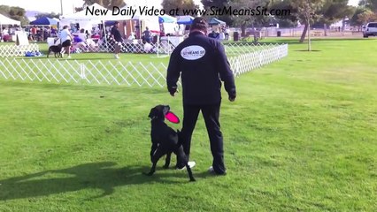 Dog Training Retrieve - Teach Perfect delivery to hand