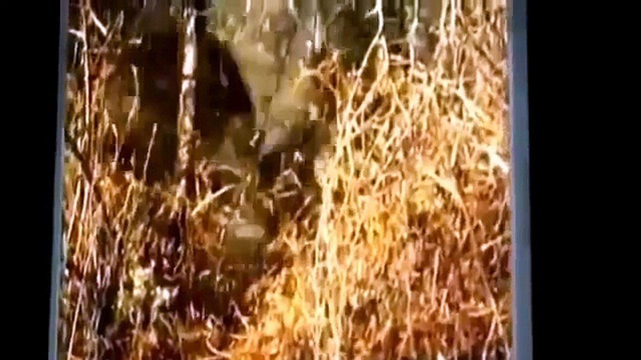 Special Lions Murderers - National Geographic Animals 2014 HD Documentary