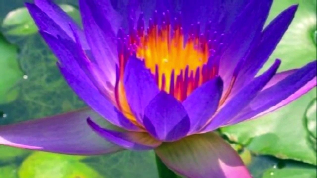 ✿ Om Mani Padme Hum ✿ Deva Premal