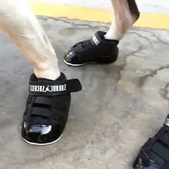 (2) Funniest Short Videos_2 dog