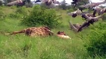 Kruger Park South Africa - Vultures and lion at giraffe carcas