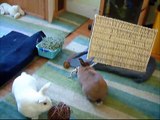 Bunnies:  All's Well That Ends Well