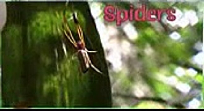 SPIDERS: Animals for children. Kids videos. Kindergarten | Preschool learning