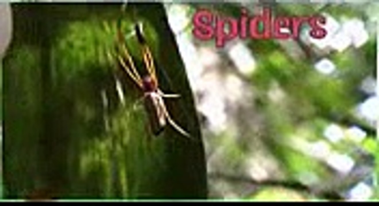 SPIDERS: Animals for children. Kids videos. Kindergarten | Preschool learning