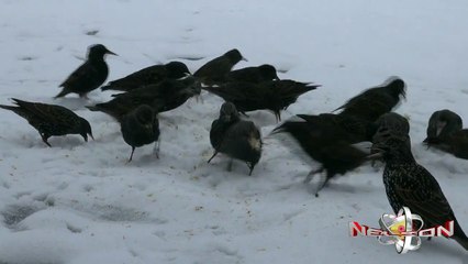 AVES COMIENDO SEMILLAS HD.