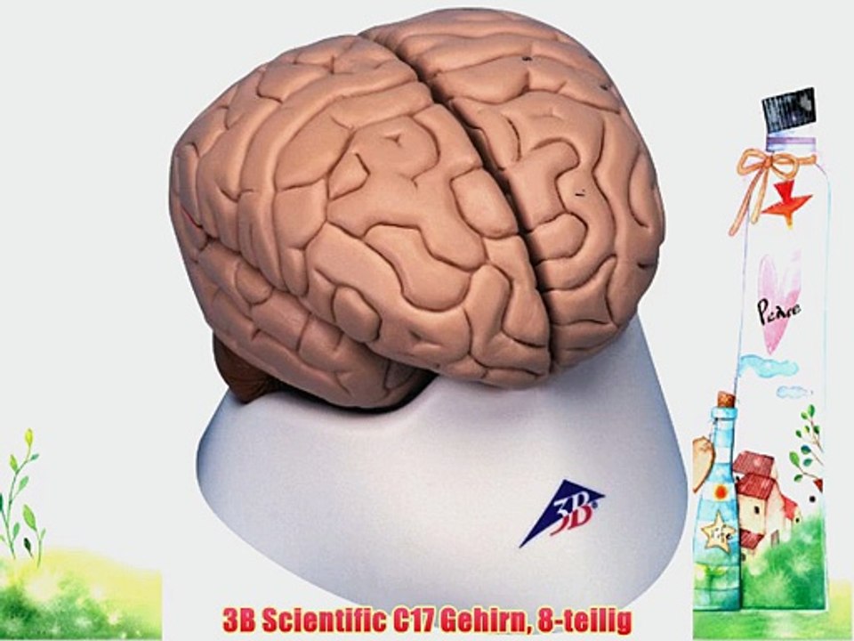 3B Scientific C17 Gehirn 8-teilig