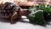 Feeding my baby Leopard tortoise and saying hello to my cat Mittens!!