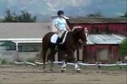 HORSE FOR SALE  - NERO, FABULOUS JUMPING/DRESSAGE PROSPECT MALIBU, CA